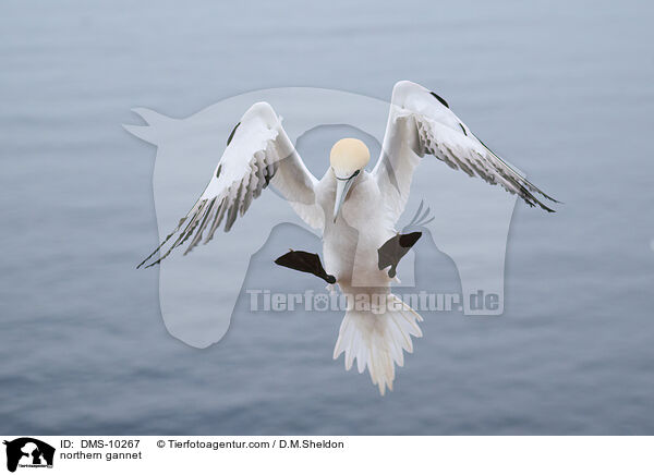 Basstlpel / northern gannet / DMS-10267