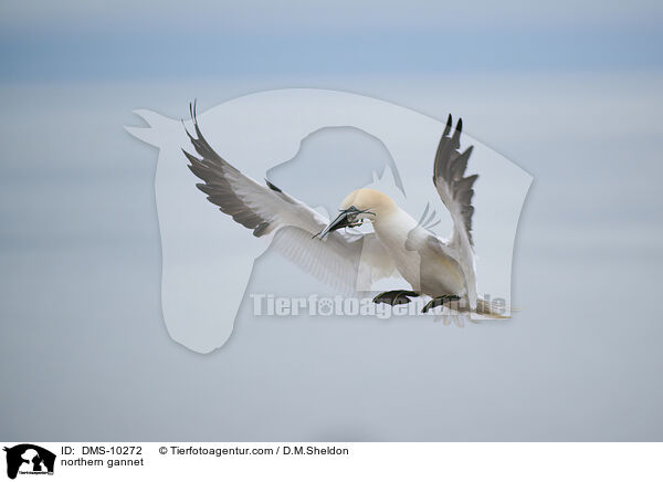 Basstlpel / northern gannet / DMS-10272