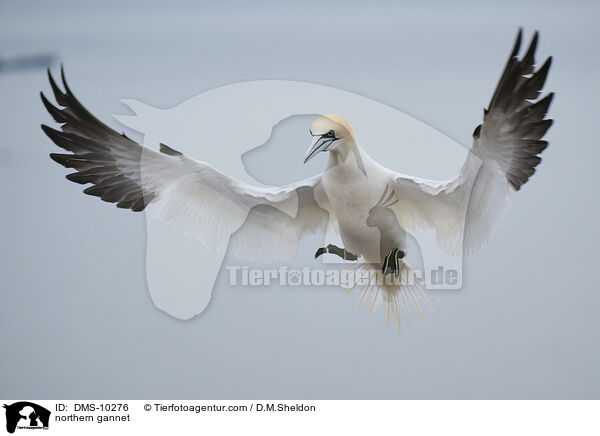 Basstlpel / northern gannet / DMS-10276