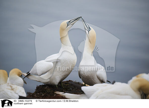 northern gannet / DMS-10279