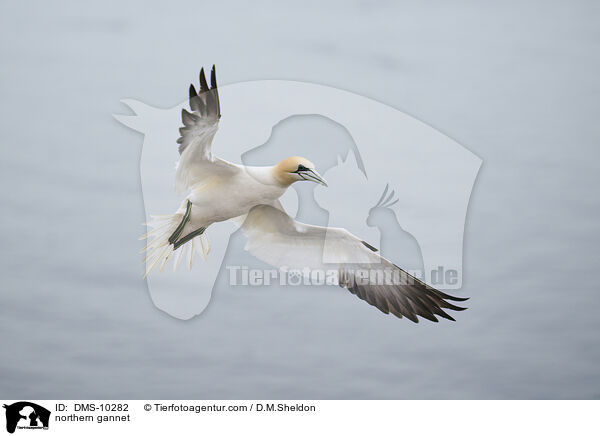 northern gannet / DMS-10282