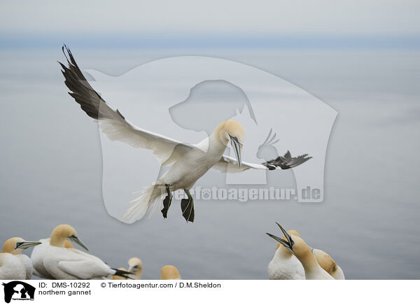 northern gannet / DMS-10292