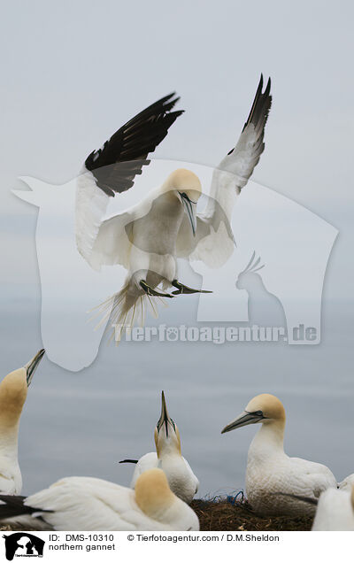 northern gannet / DMS-10310