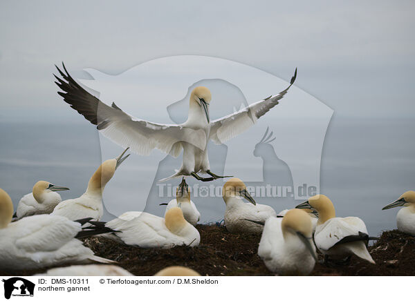 Basstlpel / northern gannet / DMS-10311