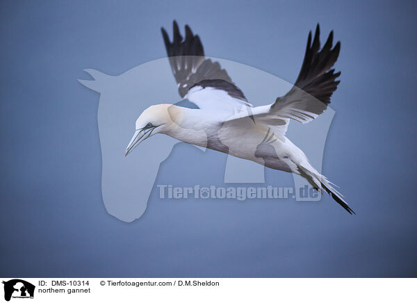 Basstlpel / northern gannet / DMS-10314