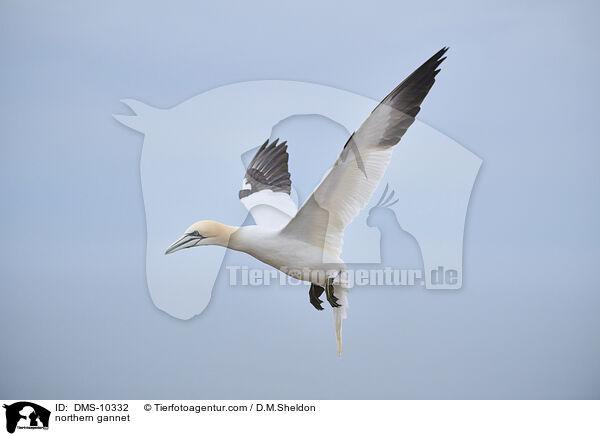Basstlpel / northern gannet / DMS-10332
