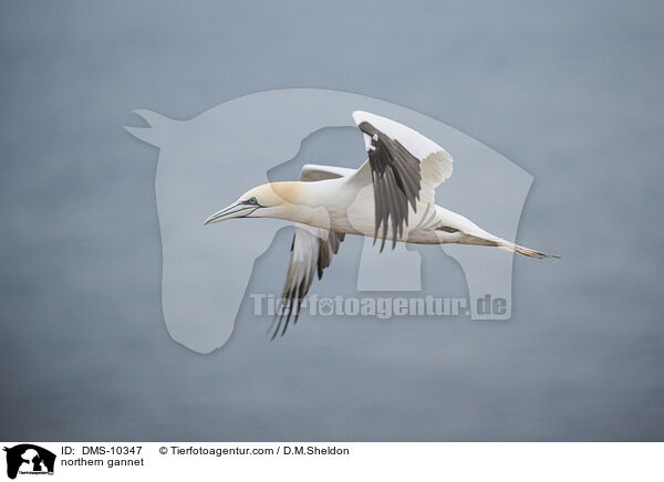 Basstlpel / northern gannet / DMS-10347