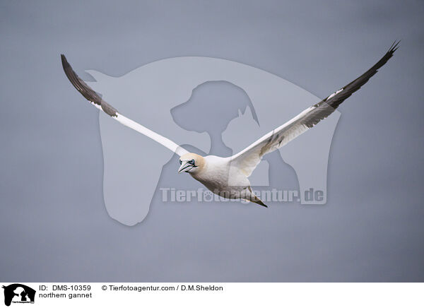 northern gannet / DMS-10359