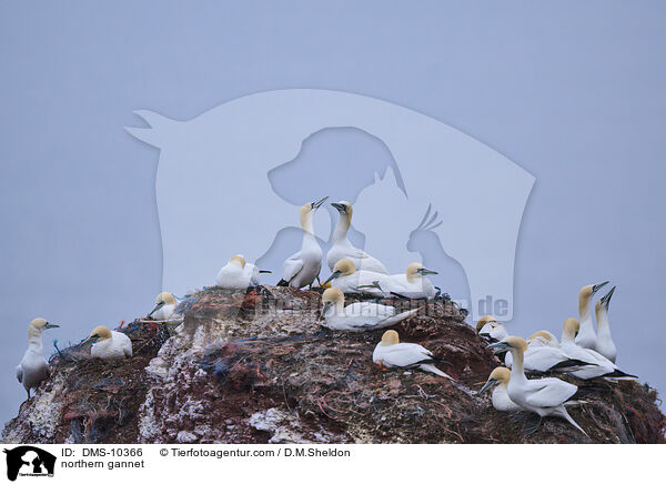 northern gannet / DMS-10366