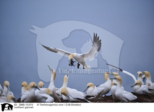 northern gannet / DMS-10370