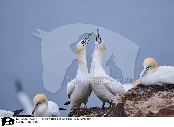 northern gannet / DMS-10371