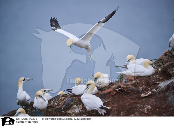 northern gannet / DMS-10378