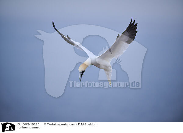 Basstlpel / northern gannet / DMS-10385