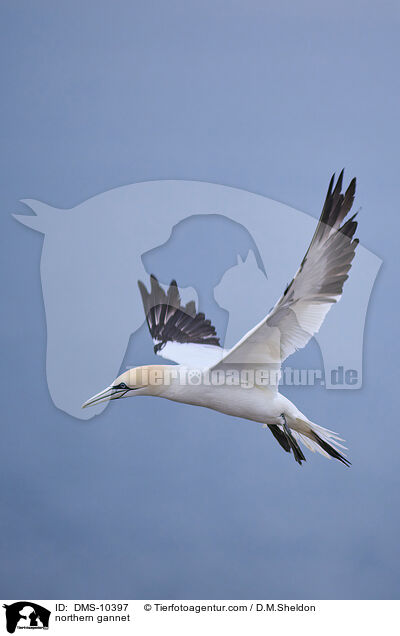 Basstlpel / northern gannet / DMS-10397