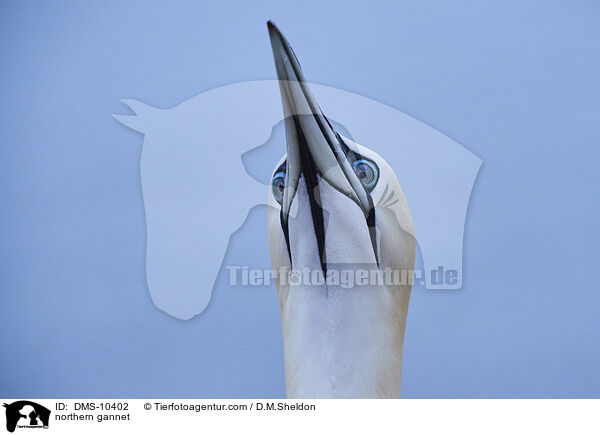 northern gannet / DMS-10402