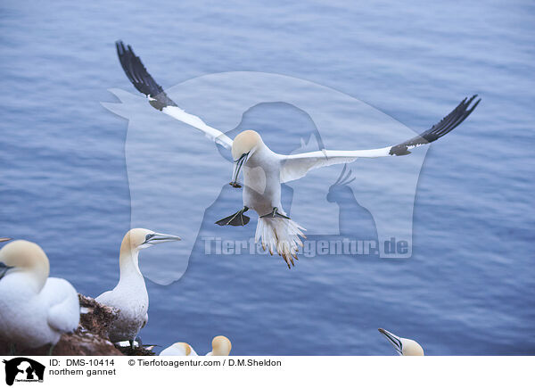 Basstlpel / northern gannet / DMS-10414
