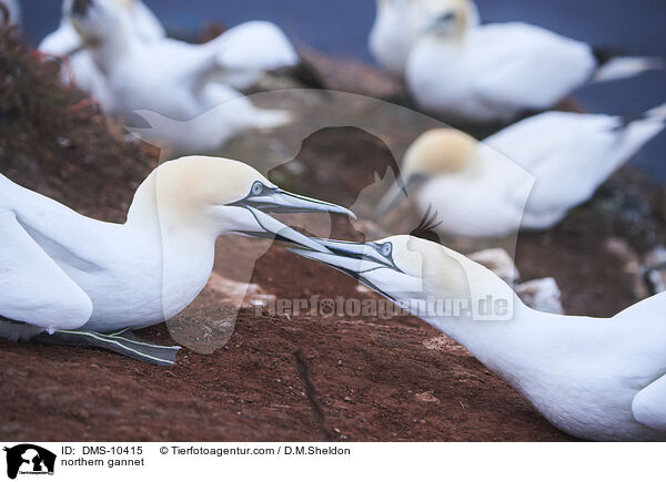 Basstlpel / northern gannet / DMS-10415