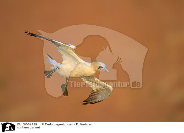Basstlpel / northern gannet / DV-04129