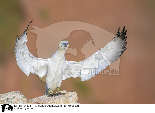 Basstlpel / northern gannet / DV-04133