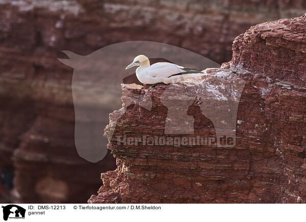 Basstlpel / gannet / DMS-12213