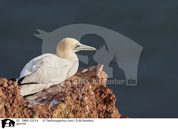 Basstlpel / gannet / DMS-12214