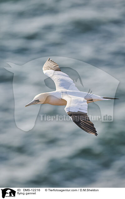 fliegender Basstlpel / flying gannet / DMS-12216