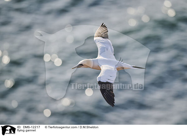 fliegender Basstlpel / flying gannet / DMS-12217