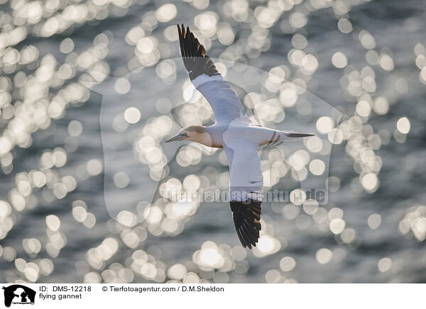 fliegender Basstlpel / flying gannet / DMS-12218