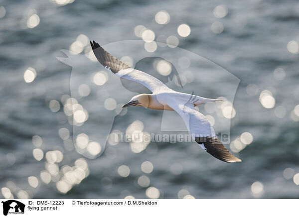 fliegender Basstlpel / flying gannet / DMS-12223