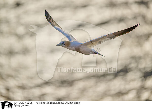 fliegender Basstlpel / flying gannet / DMS-12225