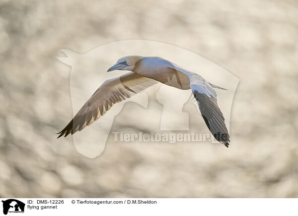 fliegender Basstlpel / flying gannet / DMS-12226