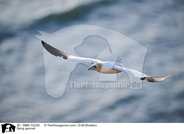 fliegender Basstlpel / flying gannet / DMS-12228