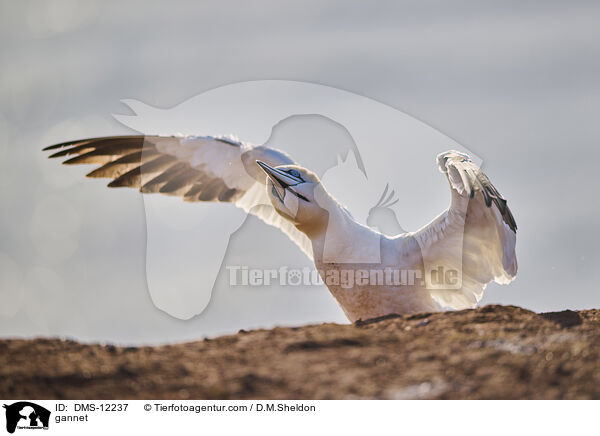 Basstlpel / gannet / DMS-12237