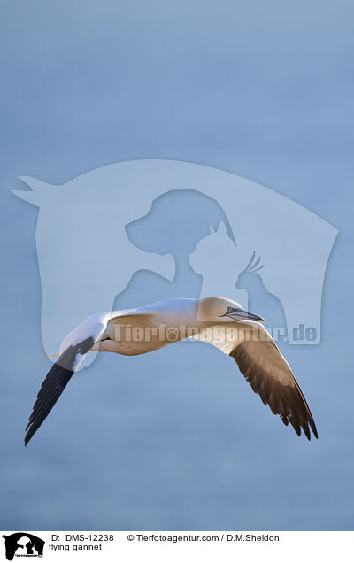 fliegender Basstlpel / flying gannet / DMS-12238