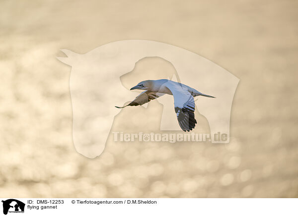 fliegender Basstlpel / flying gannet / DMS-12253