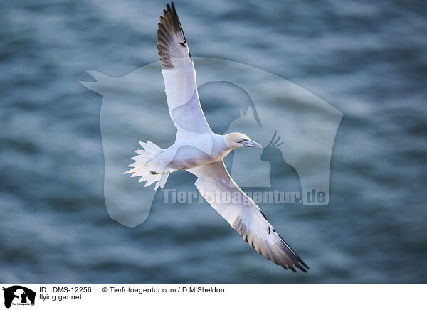 fliegender Basstlpel / flying gannet / DMS-12256