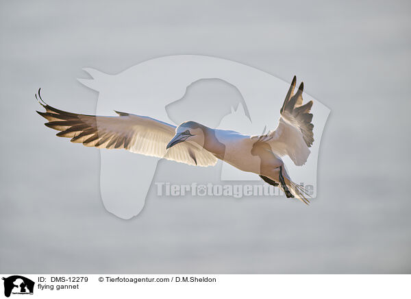 fliegender Basstlpel / flying gannet / DMS-12279