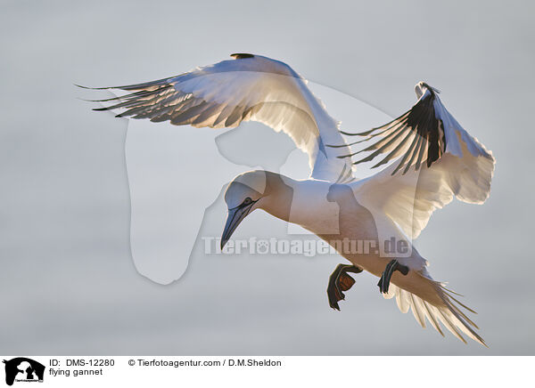 fliegender Basstlpel / flying gannet / DMS-12280