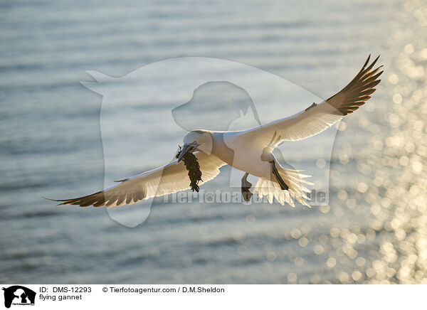 fliegender Basstlpel / flying gannet / DMS-12293