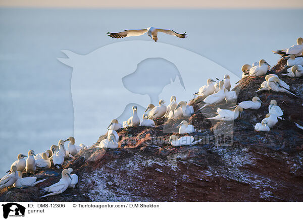 Basstlpel / gannet / DMS-12306