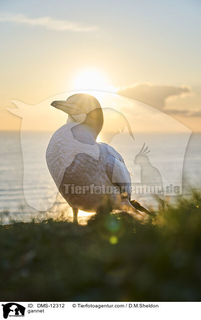 Basstlpel / gannet / DMS-12312