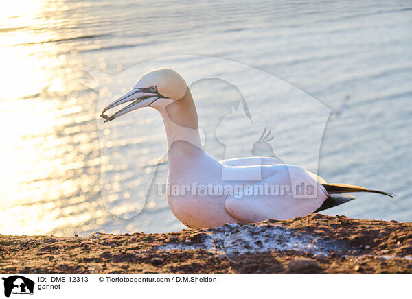 Basstlpel / gannet / DMS-12313