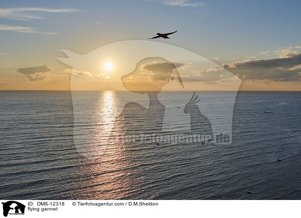 fliegender Basstlpel / flying gannet / DMS-12318