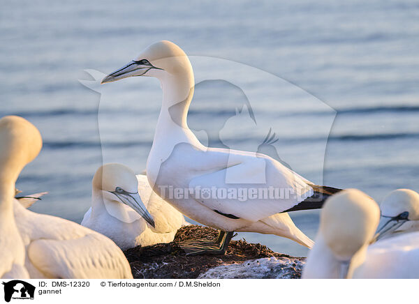 Basstlpel / gannet / DMS-12320