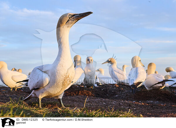 Basstlpel / gannet / DMS-12325