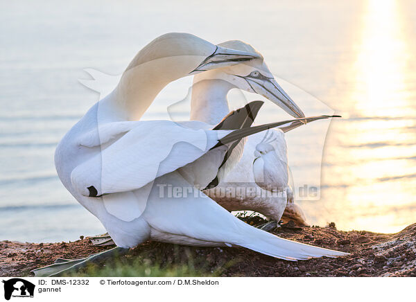 Basstlpel / gannet / DMS-12332