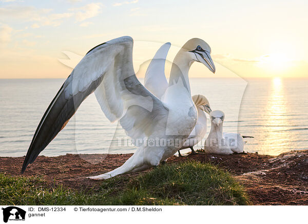 Basstlpel / gannet / DMS-12334