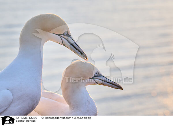 Basstlpel Portrait / gannet portrait / DMS-12339