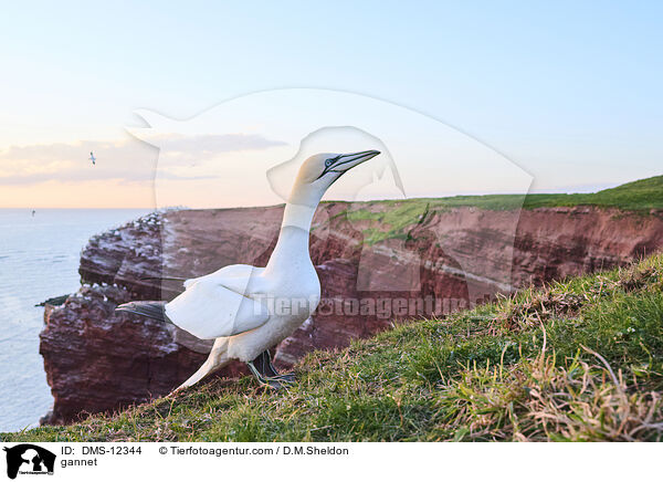 Basstlpel / gannet / DMS-12344