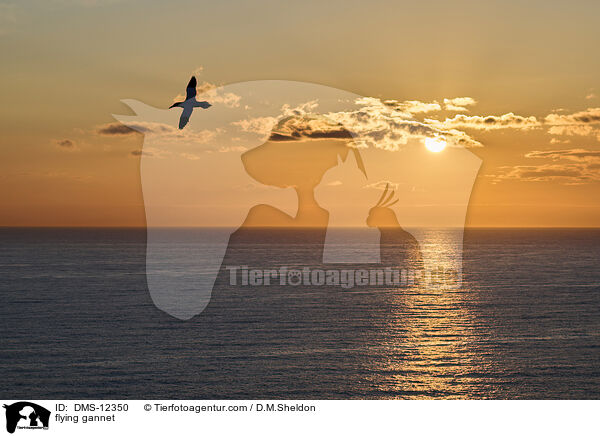flying gannet / DMS-12350